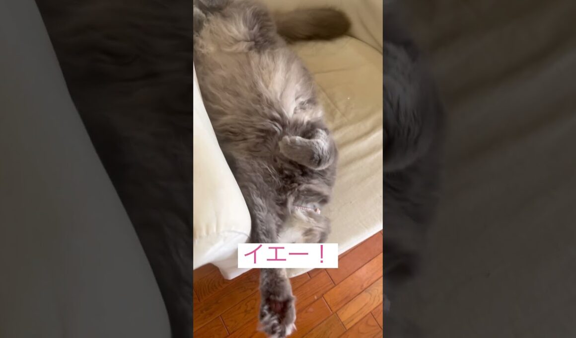イエー #ねこ動画 #アメリカンカール