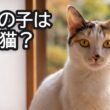うちの子は日本猫？世界が驚く日本猫の特徴7つ