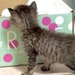 生後26日 亡くなった兄弟を覗き込む子猫‥お別れまでの時間を一緒に過ごす【かのこ日記】 A kitten looking closely at its departed sibling