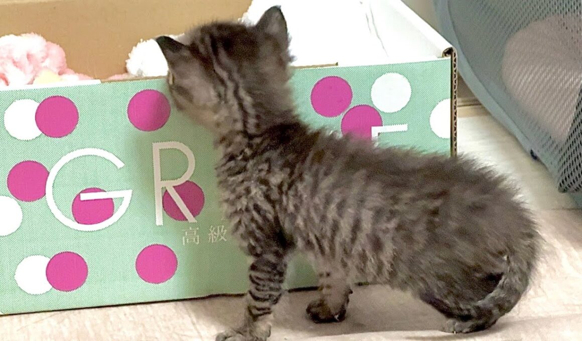 生後26日 亡くなった兄弟を覗き込む子猫‥お別れまでの時間を一緒に過ごす【かのこ日記】 A kitten looking closely at its departed sibling