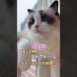 優雅なお嬢様ラグドール、ギャップが反則級😂💕 #ラグドール #cat #猫好きさんと繋がりたい #ねこのいる生活 #ねこ動画 #多頭飼い