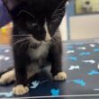 「信じられないほど強く、勇敢」両後ろ足を骨折した子猫、手術を終え癒しへの一歩 LIMO編集部が感動の投稿をピックアップ！猫の飼育費用についても紹介 | LIMO | くらしとお金の経済メディア