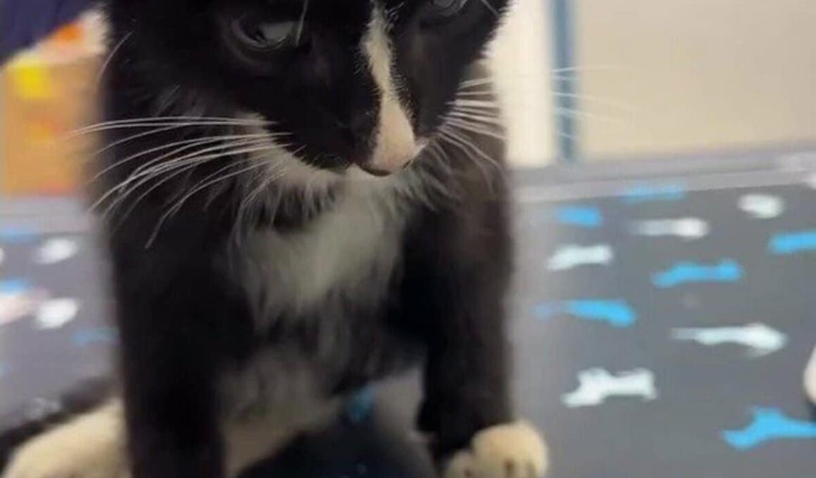 「信じられないほど強く、勇敢」両後ろ足を骨折した子猫、手術を終え癒しへの一歩 LIMO編集部が感動の投稿をピックアップ！猫の飼育費用についても紹介 | LIMO | くらしとお金の経済メディア