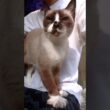 シャム猫さんと散策🐾#猫 #ねこ #cat #Shorts