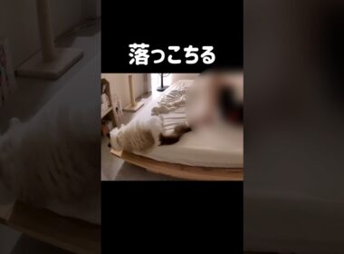 それでも角っこが好き🤦🏻‍♀️ #shorts #猫 #ラグドール #甘えん坊猫 #猫のいる暮らし #ragdoll
