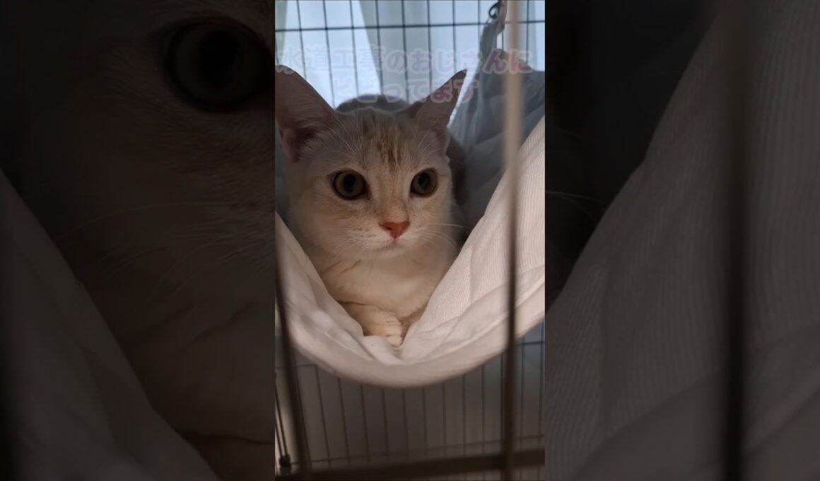 ｢妹は内弁慶、兄は優しいトトロ猫？｣#shorts  #猫癒し #アメショ #多頭飼い #仔猫 #cat  #cute #猫 #アメリカンショートヘア