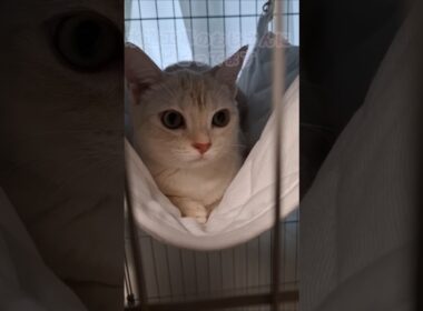｢妹は内弁慶、兄は優しいトトロ猫？｣#shorts  #猫癒し #アメショ #多頭飼い #仔猫 #cat  #cute #猫 #アメリカンショートヘア