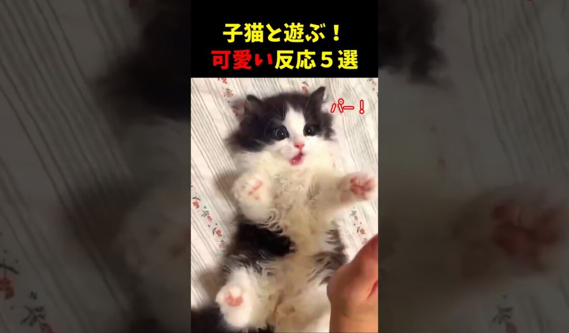 子猫と遊ぶと見せる可愛い反応５選#cat #面白集  #ねこ #猫のいる暮らし