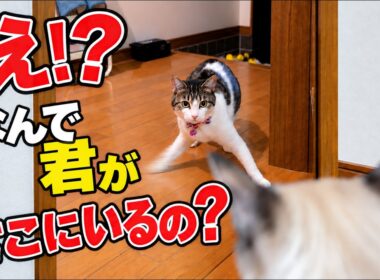 庭で保護した子猫。家族が知らない秘密がありました｜保護猫