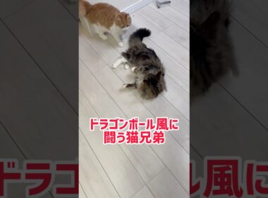 手加減を知らない猫達 #cat #猫 #ねこ #ノルウェージャンフォレストキャット #メインクーン