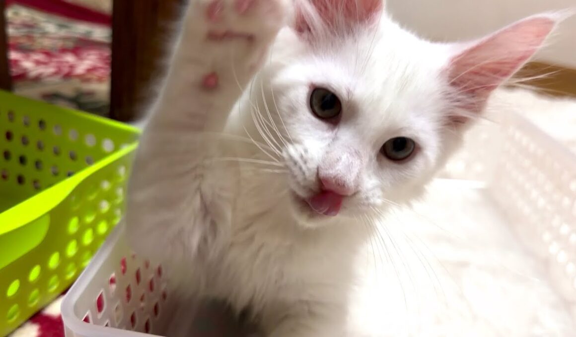 【活発‼︎】日に日に元気が増す、仔猫メインクーン💗