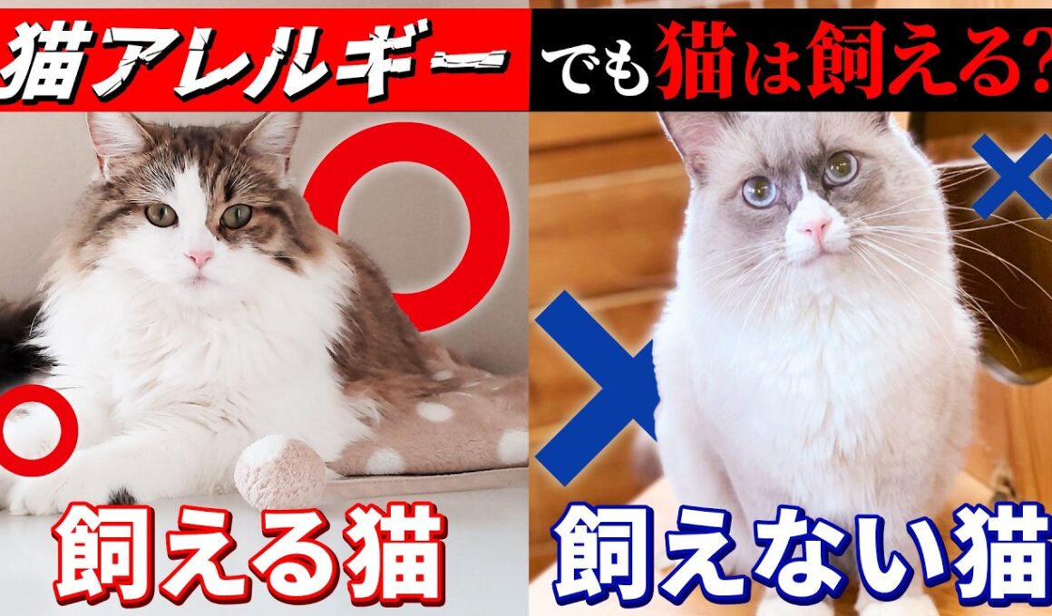 猫アレルギーの対策とおすすめの猫種は？飼育のプロが徹底回答！