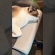 椅子に座らせてくれないスノーシュー猫🐈