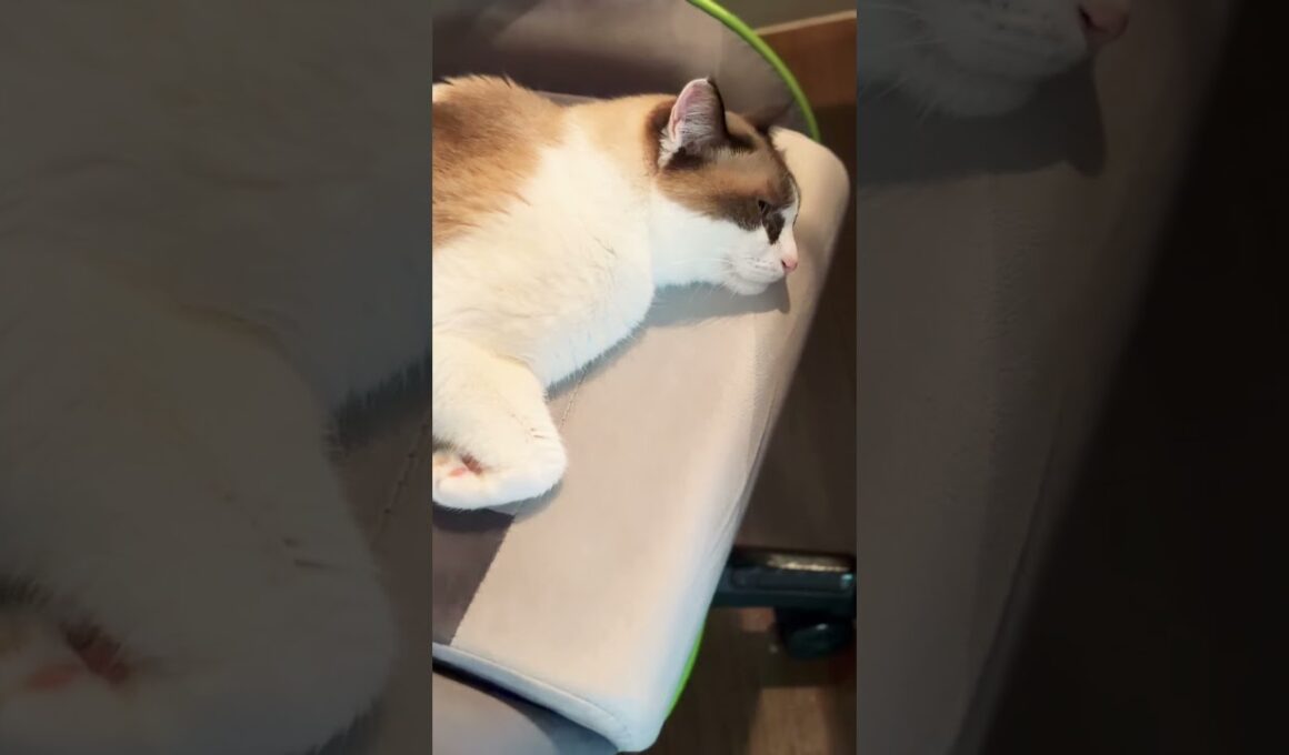 椅子に座らせてくれないスノーシュー猫🐈