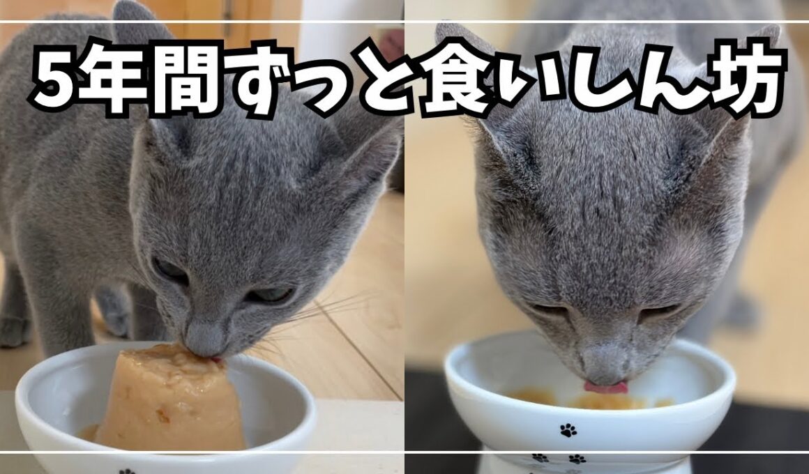 食いしん坊すぎるロシアンブルー。お迎えした日から５年間ずっとこうでした