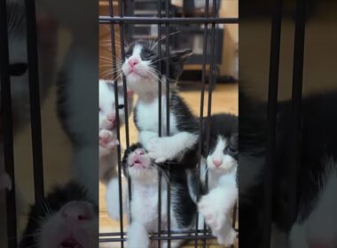 ケージの中で大騒ぎ！必死にママを呼ぶ子猫たち #猫 #子猫 #保護猫