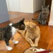 「せめてお見送りぐらい…」出勤する父に対し、そろって爆睡する3匹の猫がかわいい 猫たちのプロフィールも紹介 | LIMO | くらしとお金の経済メディア