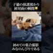 🐱保護預り子猫たちとの初対面、緊張の瞬間…？？   #cat #kitten #猫 #子猫 #ねこ #こねこ #保護猫 #shorts  #猫のいる暮らし