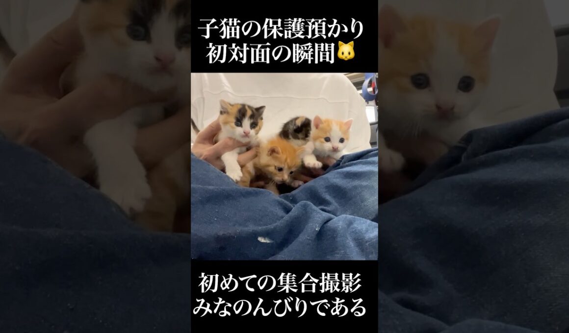 🐱保護預り子猫たちとの初対面、緊張の瞬間…？？   #cat #kitten #猫 #子猫 #ねこ #こねこ #保護猫 #shorts  #猫のいる暮らし