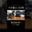 並ぶとわかる、この大きさ。メインクーン兄弟の日常 #shorts