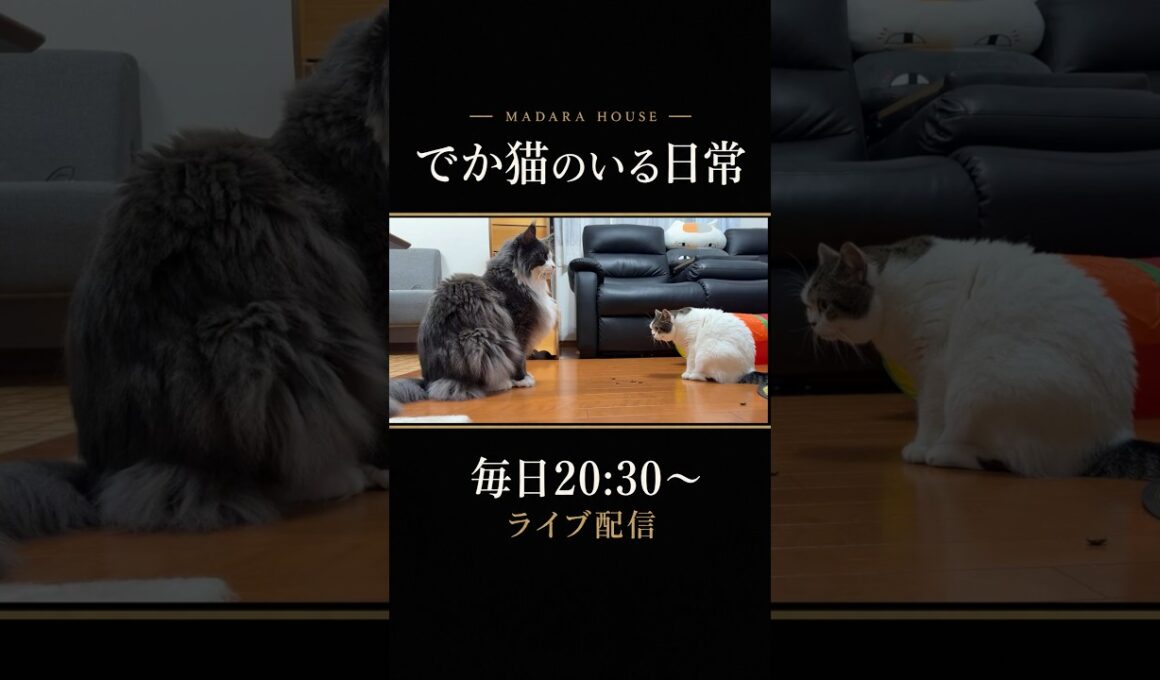 並ぶとわかる、この大きさ。メインクーン兄弟の日常 #shorts