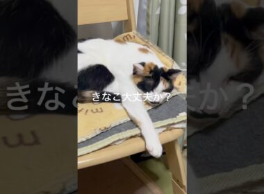 きなこ大丈夫かぁー！#保護猫#猫 #shorts #ミルクときなこ #cat