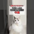 ラグドールの写真映えする瞬間10選📸#shorts #猫 #cat #ラグドール