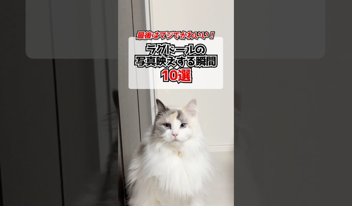 ラグドールの写真映えする瞬間10選📸#shorts #猫 #cat #ラグドール