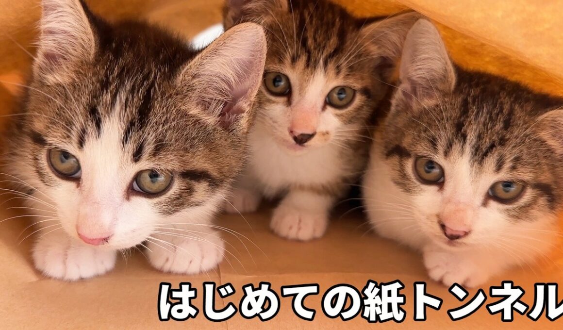 はじめての紙トンネルで遊ぶ保護した子猫たち