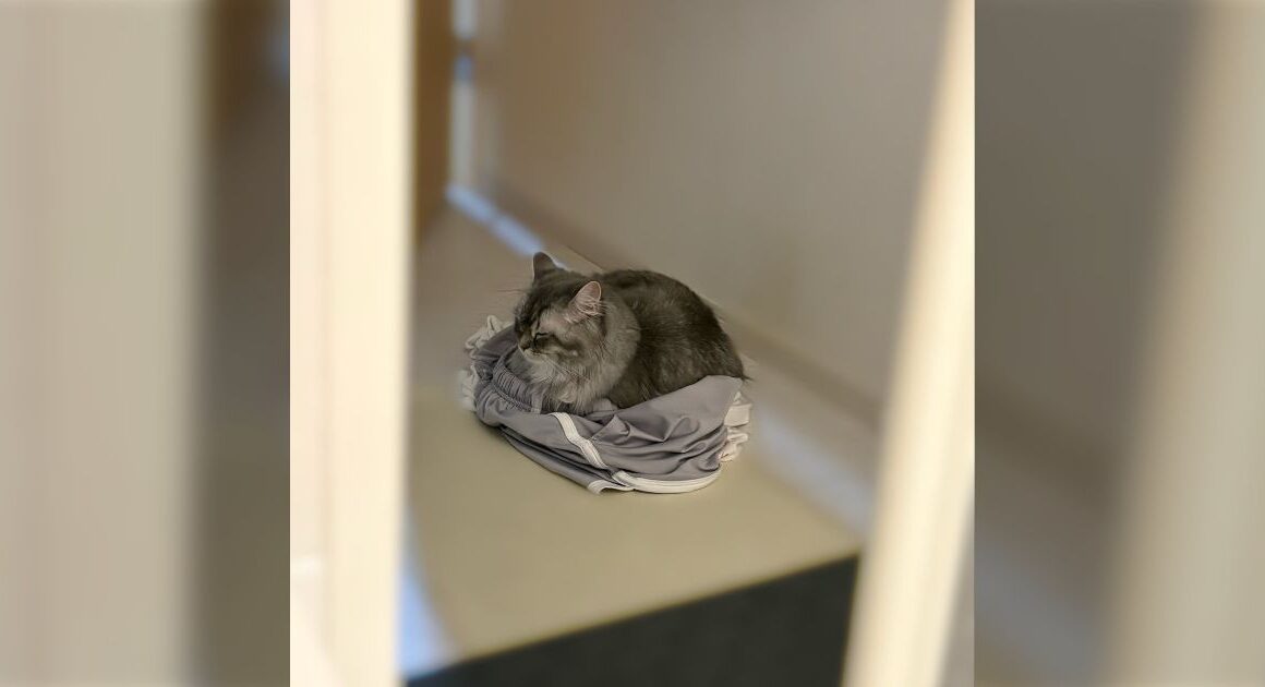 猫を飼っていて嬉しい瞬間、第3位「脱ぎ捨てた服の上でお風呂から上がるのを待っていたとき」安心している様子がかわいすぎる - Togetter