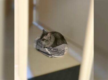 猫を飼っていて嬉しい瞬間、第3位「脱ぎ捨てた服の上でお風呂から上がるのを待っていたとき」安心している様子がかわいすぎる - Togetter
