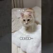 ふみふみ検品の結果…🤭クッションを審査する姿に癒される🥹
