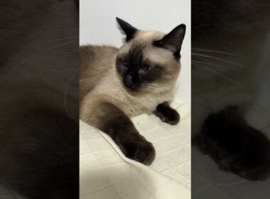 シャム猫のふくさん【たぬき猫】 #cat #しゃむねこ #猫のいる生活 暮らし #猫好きさんと繋がりたい #ねこ #cutecat #cat