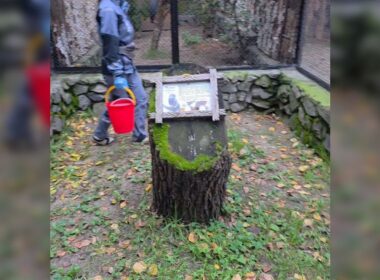 動物園で飼育員がやってきたがご飯ではなくて挨拶だけだったときのマヌルネコの迫真の表情とワナワナっぷりがかわいい - Togetter