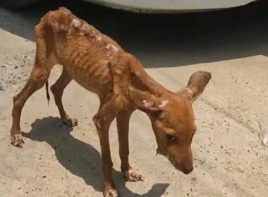 顎に重傷を負った保護犬。極度の衰弱状態から回復し、幸せをつかむ姿に感動が広がる LIMO編集部が感動の投稿をピックアップ！犬・猫のおやつ代は月平均いくらかについても紹介 | LIMO | くらしとお金の経済メディア