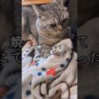 ふと、こてつを見て思ったこと