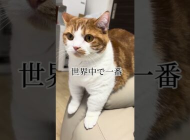 【マンチカン】愛してるよゆきちくん　#猫動画 #猫のいる暮らし #youtubeshorts