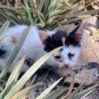 「生まれつき足に障がいがある子猫」生後6週間まで路上生活… 保護され安全な場所で仲間とくつろぐ姿に癒される LIMO編集部が感動の投稿をピックアップ！猫の飼育費用は月平均どのくらいかについても紹介 | LIMO