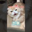 健康診断をしに6歳のスコティッシュフォールドが動物病院にやって来た！