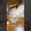 ブラッシングが気持ち良すぎて、おしゃべりが止まらない猫😂💕🐱💕 #ラグドール #cat #猫好きさんと繋がりたい #ねこのいる生活 #ねこ動画