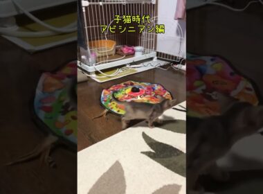 子猫時代のアビシニアン #shorts #アビニシアン  #子猫