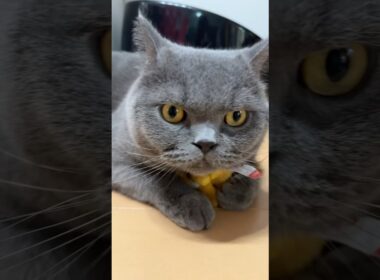 これだけは誰にも渡さない #ブリティッシュショートヘア