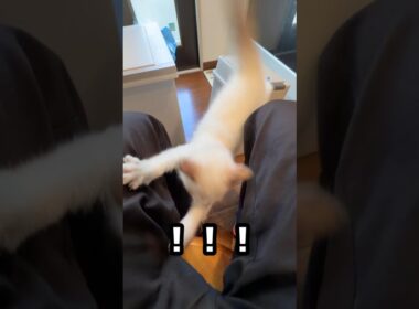 ドジっ子甘えん坊　#ラグドール #子猫 #猫のいる暮らし #ragdoll