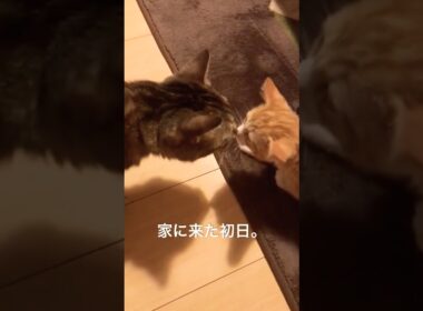 新入り子猫を嗅ぐ猫。そして数日後。