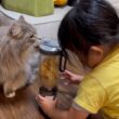 ミキサーの音に一目散に逃げ出す猫　サイベリアン
