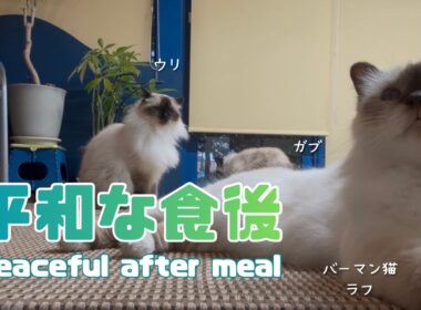 バーマン猫ラフとウリとガブ【平和な食後】Peaceful after meal（バーマン猫）Birman/Cat