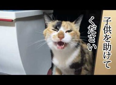 子猫とはぐれてしまった野良の母猫が軒先で鳴いていた