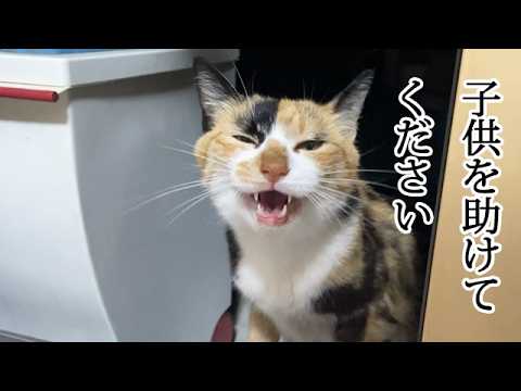 子猫とはぐれてしまった野良の母猫が軒先で鳴いていた
