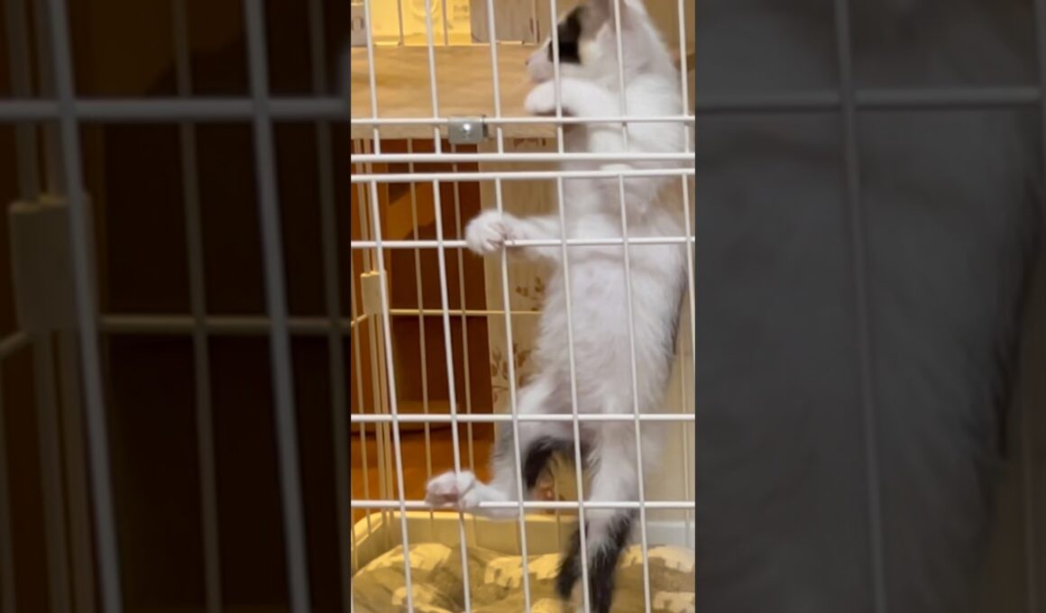 きなこの赤ちゃんの時こんな顔だったなぁ#保護猫 #猫 #round2hell #cat #猫のいる暮らし #ミルクときなこ