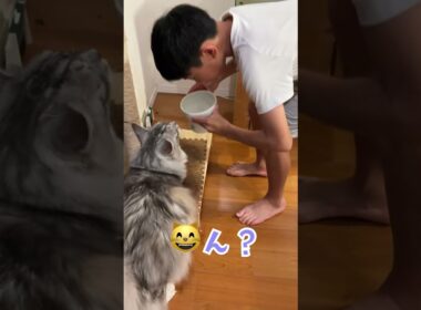 ご飯を催促する大型猫に水をあげてがっかりさせてしまう#shorts